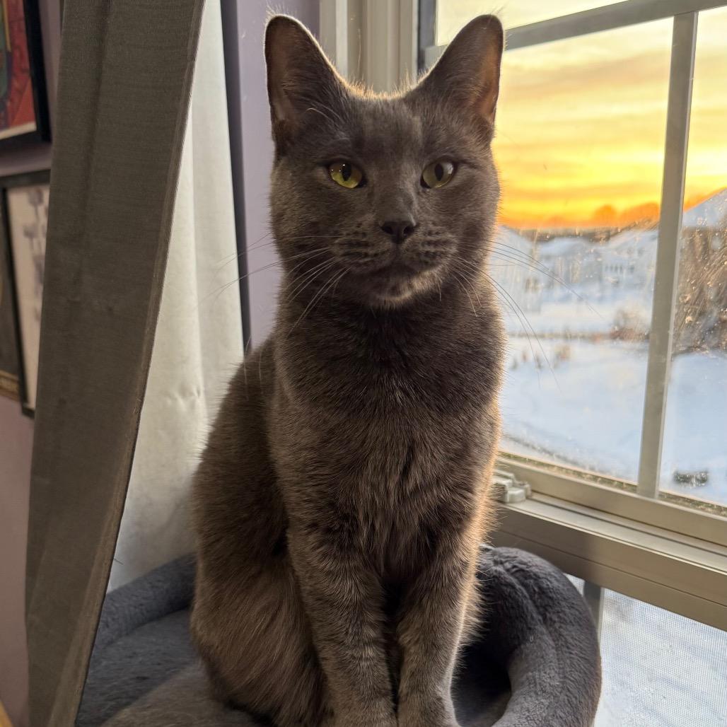 Enlarge Mojito, a Adoptable Domestic Short Hair in Gibsonia, PA image 4/6