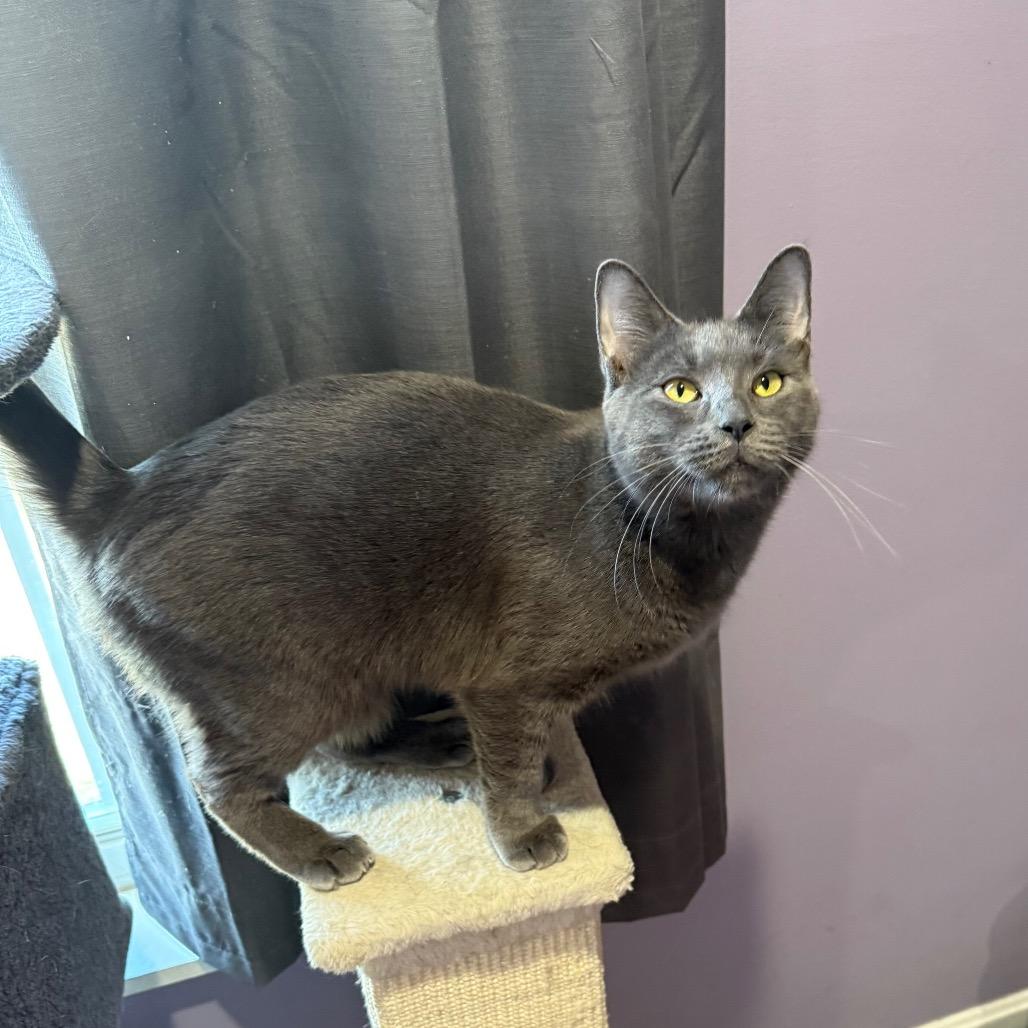 Enlarge Mojito, a Adoptable Domestic Short Hair in Gibsonia, PA image 5/6