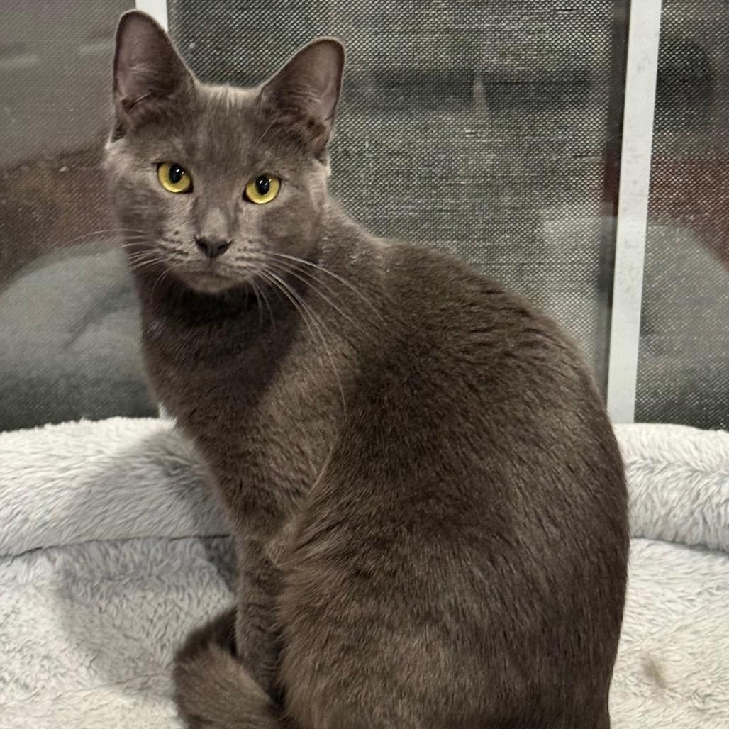 Enlarge Mojito, a Adoptable Domestic Short Hair in Gibsonia, PA image 6/6