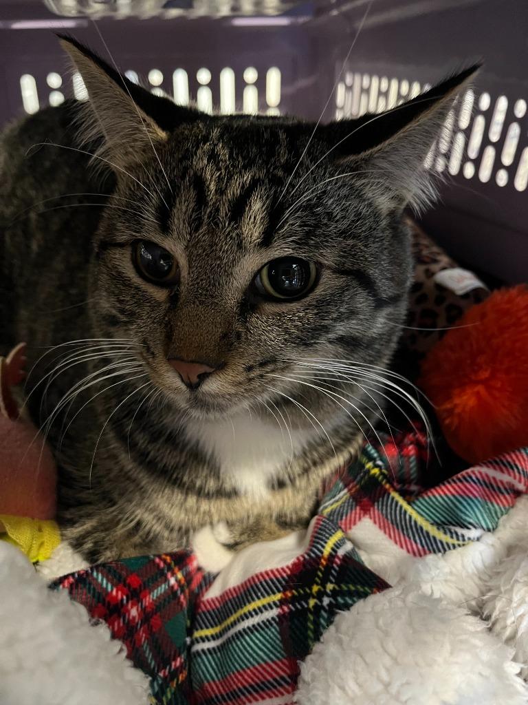 Dinghy, a Adoptable mixed breed in Dearborn, MI image 1/5