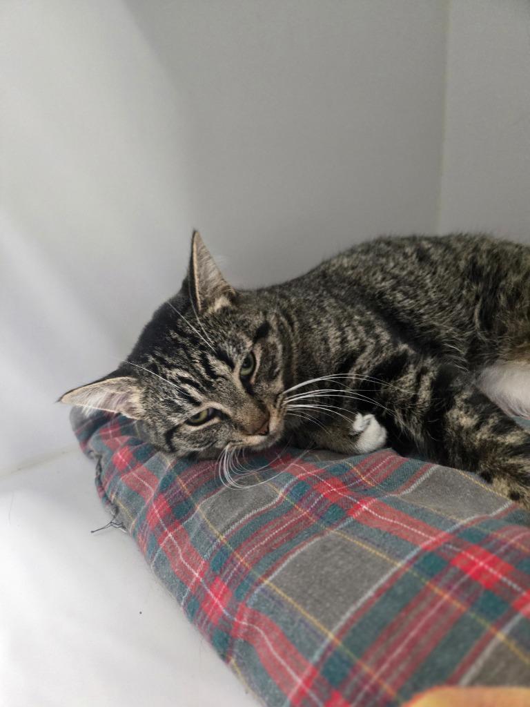 Dinghy, a Adoptable mixed breed in Dearborn, MI image 2/5