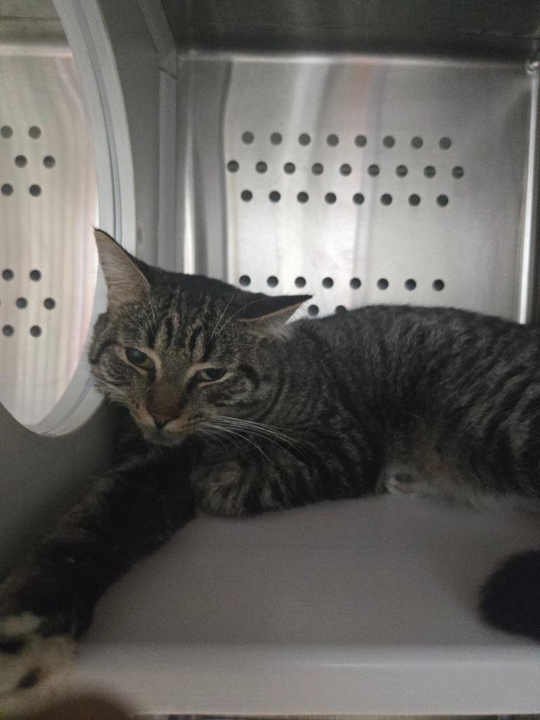 Dinghy, a Adoptable mixed breed in Dearborn, MI image 3/5