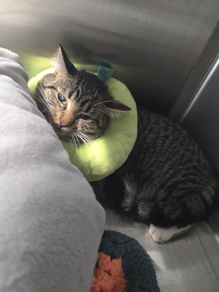 Dinghy, a Adoptable mixed breed in Dearborn, MI image 4/5