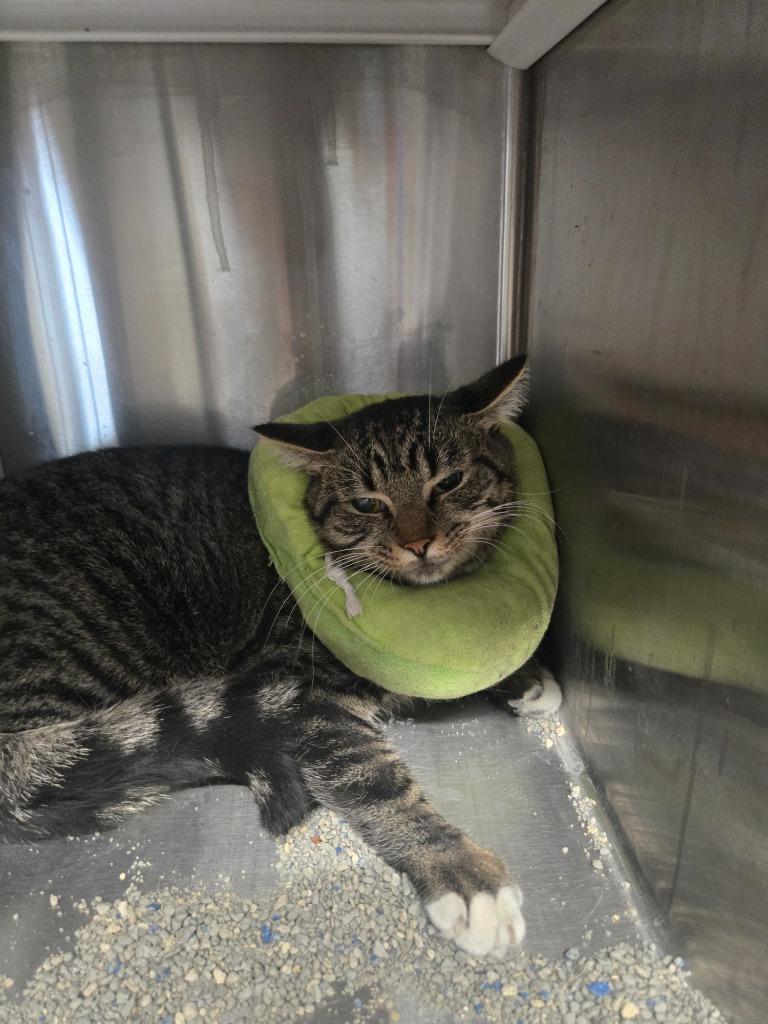 Dinghy, a Adoptable mixed breed in Dearborn, MI image 5/5