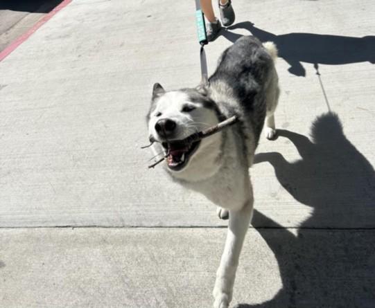 ARTHUR, Adoptable, Adult Male Siberian Husky.