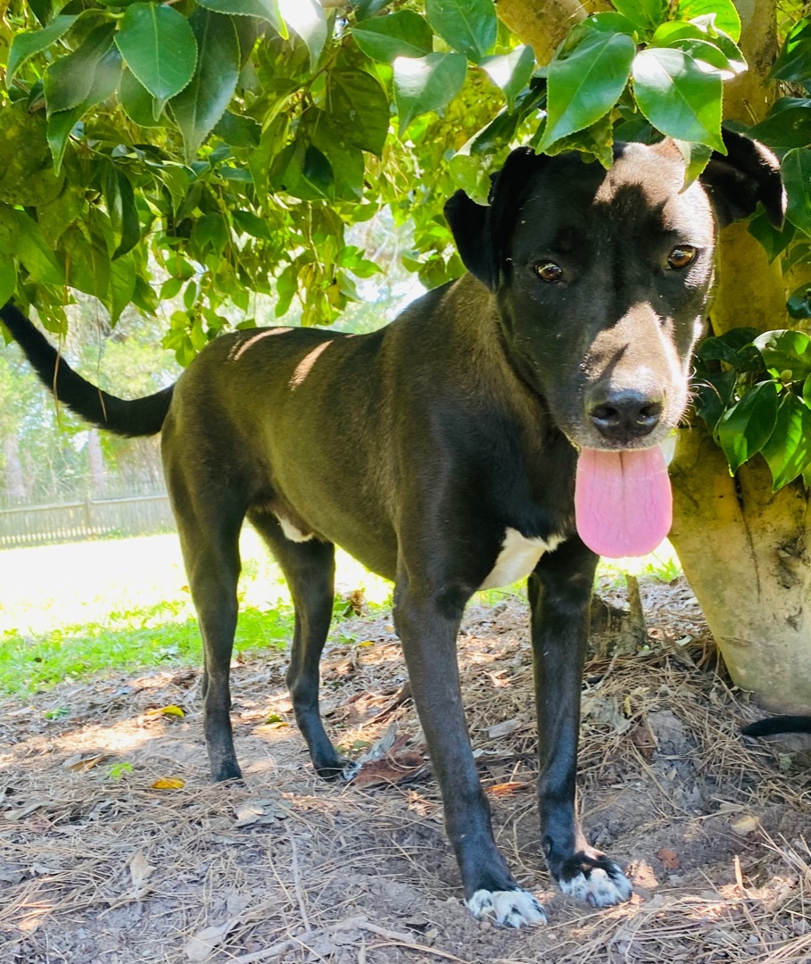 Sid and Nancy—-Bonded Pair, a Adoptable Labrador Retriever in Warwick, RI image 1/10