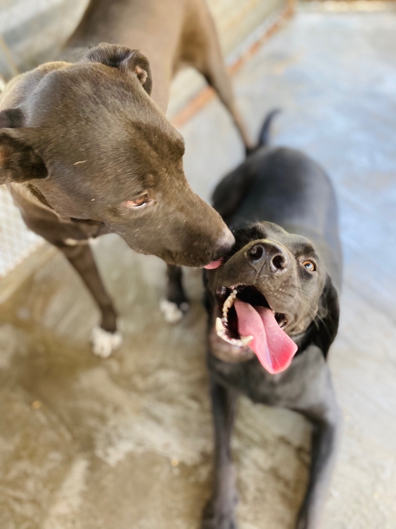 Sid and Nancy—-Bonded Pair, a Adoptable Labrador Retriever in Warwick, RI image 2/10