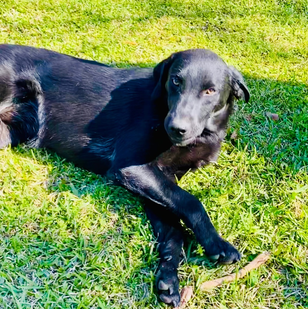 Sid and Nancy—-Bonded Pair, a Adoptable Labrador Retriever in Warwick, RI image 3/10