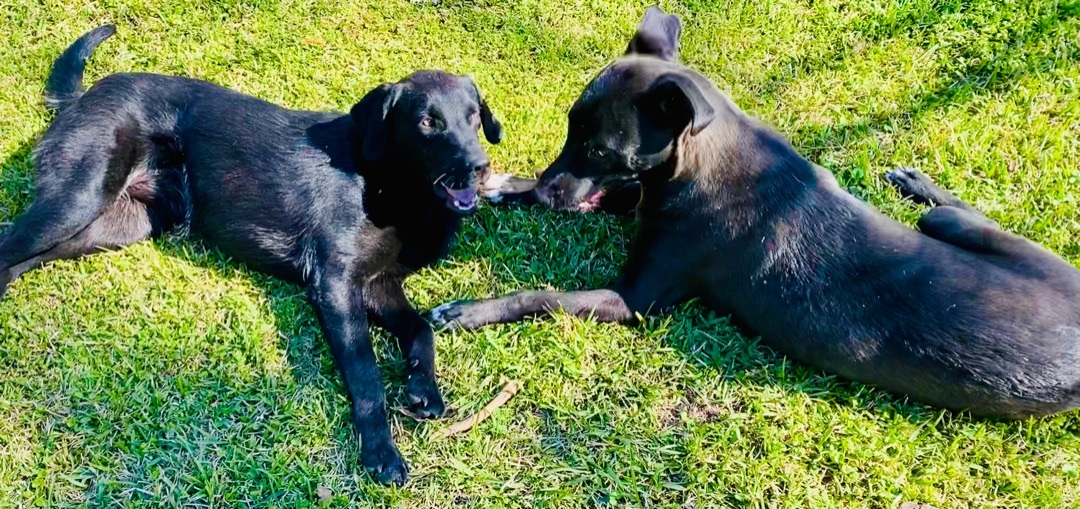 Sid and Nancy—-Bonded Pair, a Adoptable Labrador Retriever in Warwick, RI image 4/10