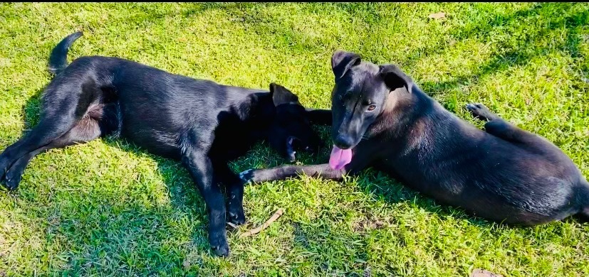 Sid and Nancy—-Bonded Pair photo 3