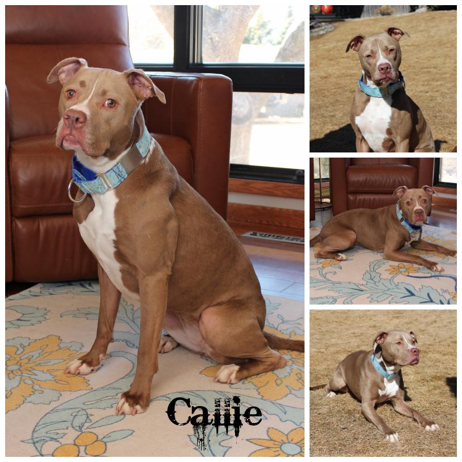 Callie, a Adoptable mixed breed image 1/6