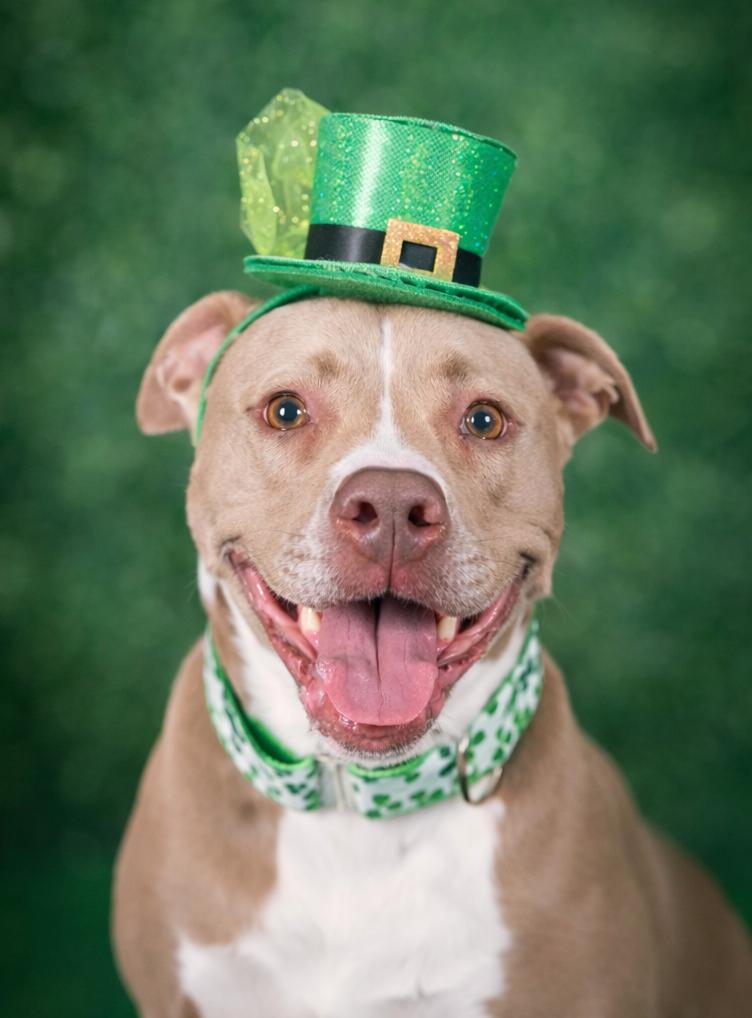Enlarge Callie, a Adoptable mixed breed in Sioux Falls, SD image 5/6