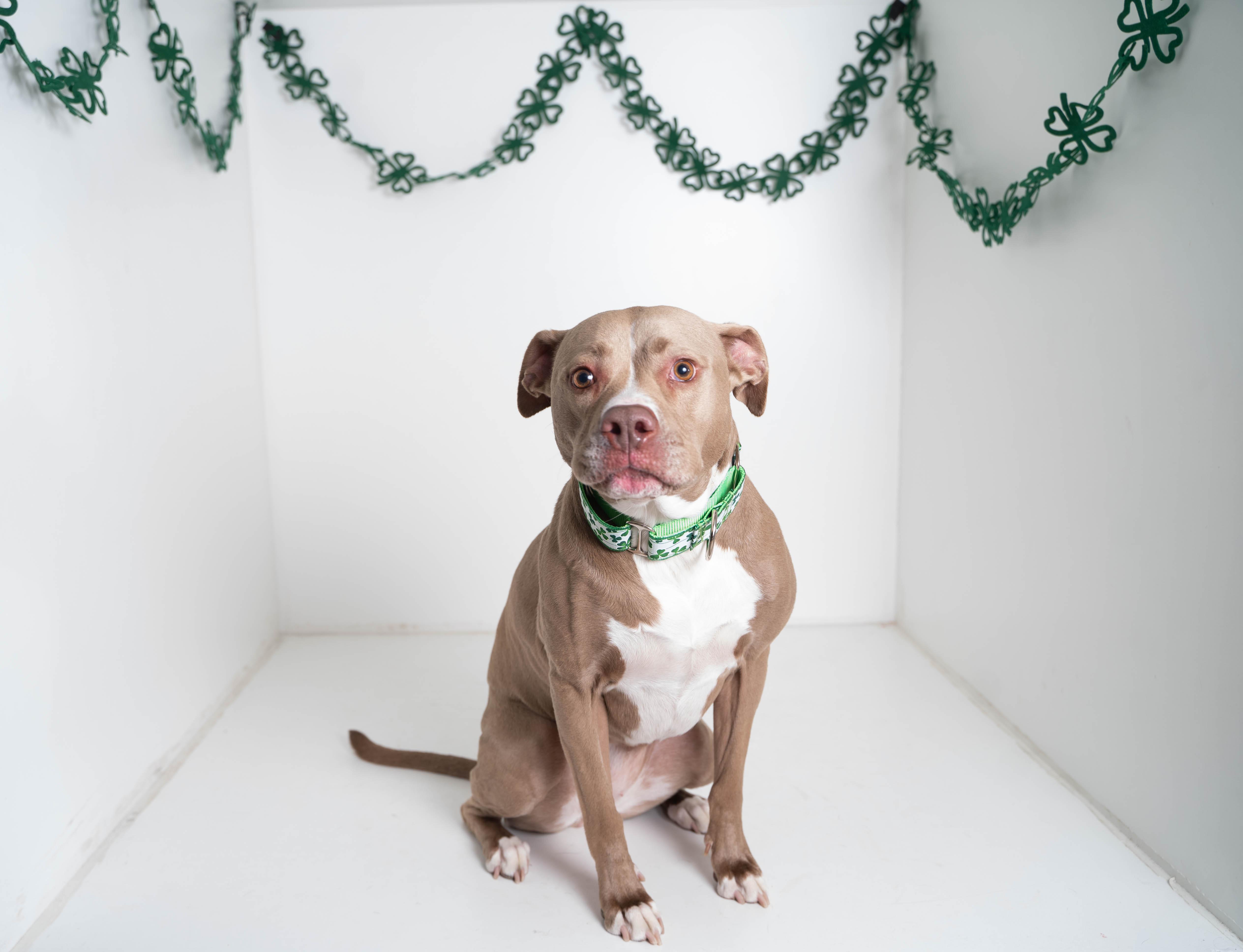 Enlarge Callie, a Adoptable mixed breed in Sioux Falls, SD image 4/6
