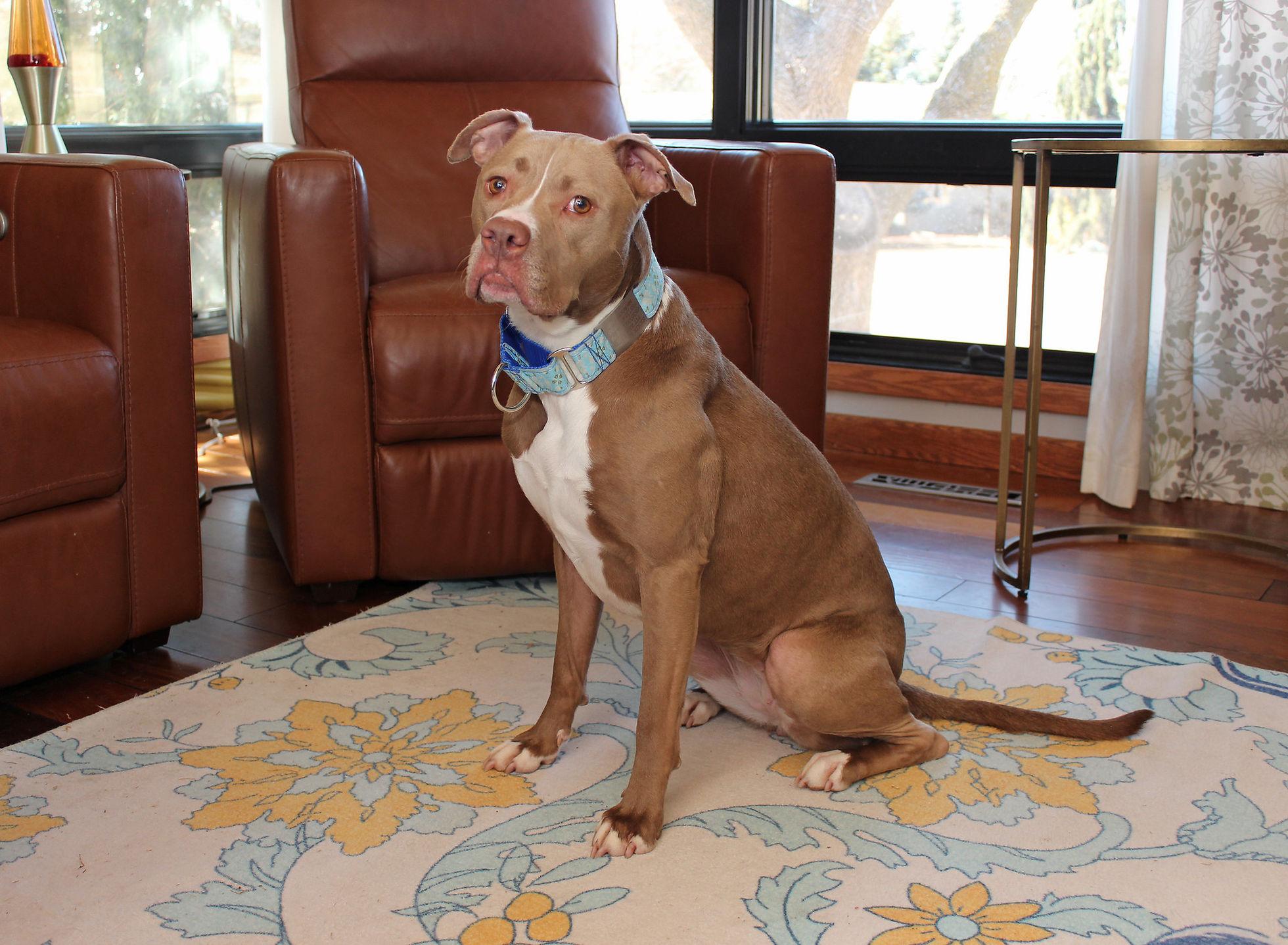 Callie, a Adoptable mixed breed image 2/6