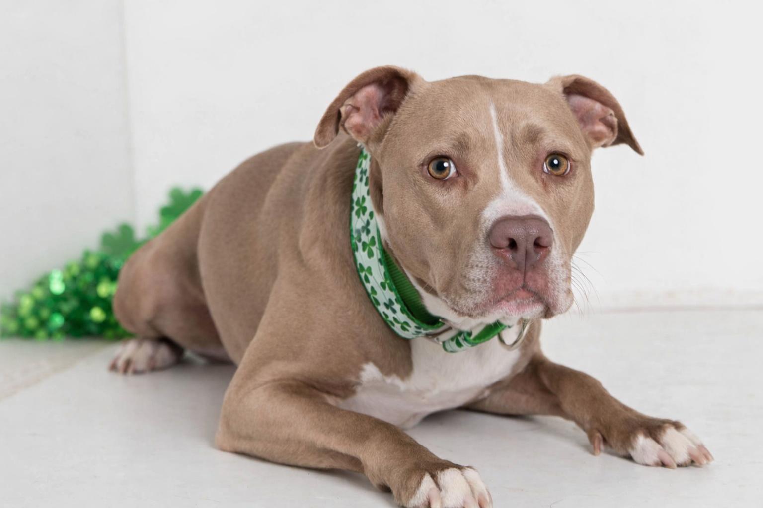 Enlarge Callie, a Adoptable mixed breed in Sioux Falls, SD image 2/6