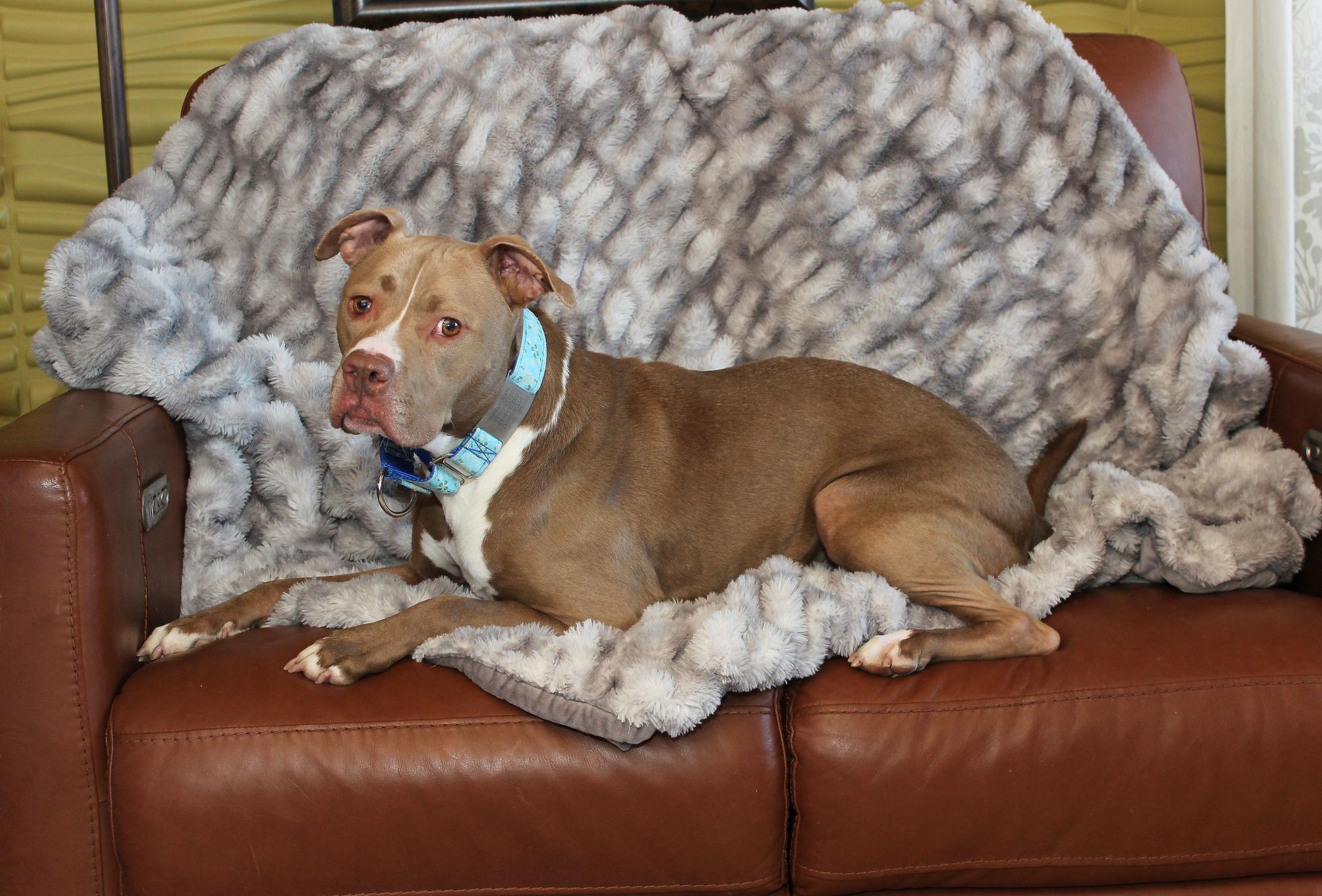 Callie, a Adoptable mixed breed image 3/6