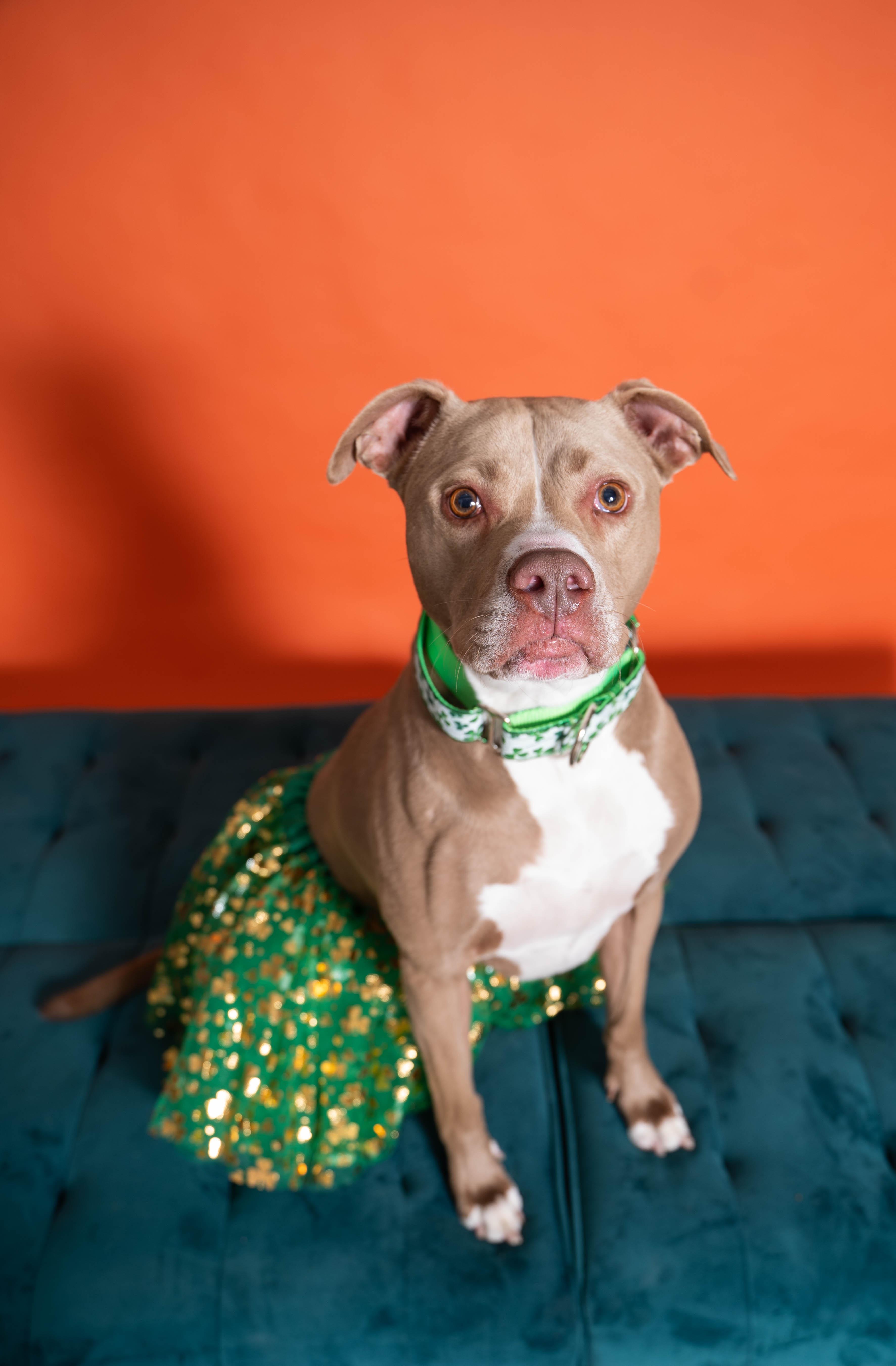 Enlarge Callie, a Adoptable mixed breed in Sioux Falls, SD image 3/6