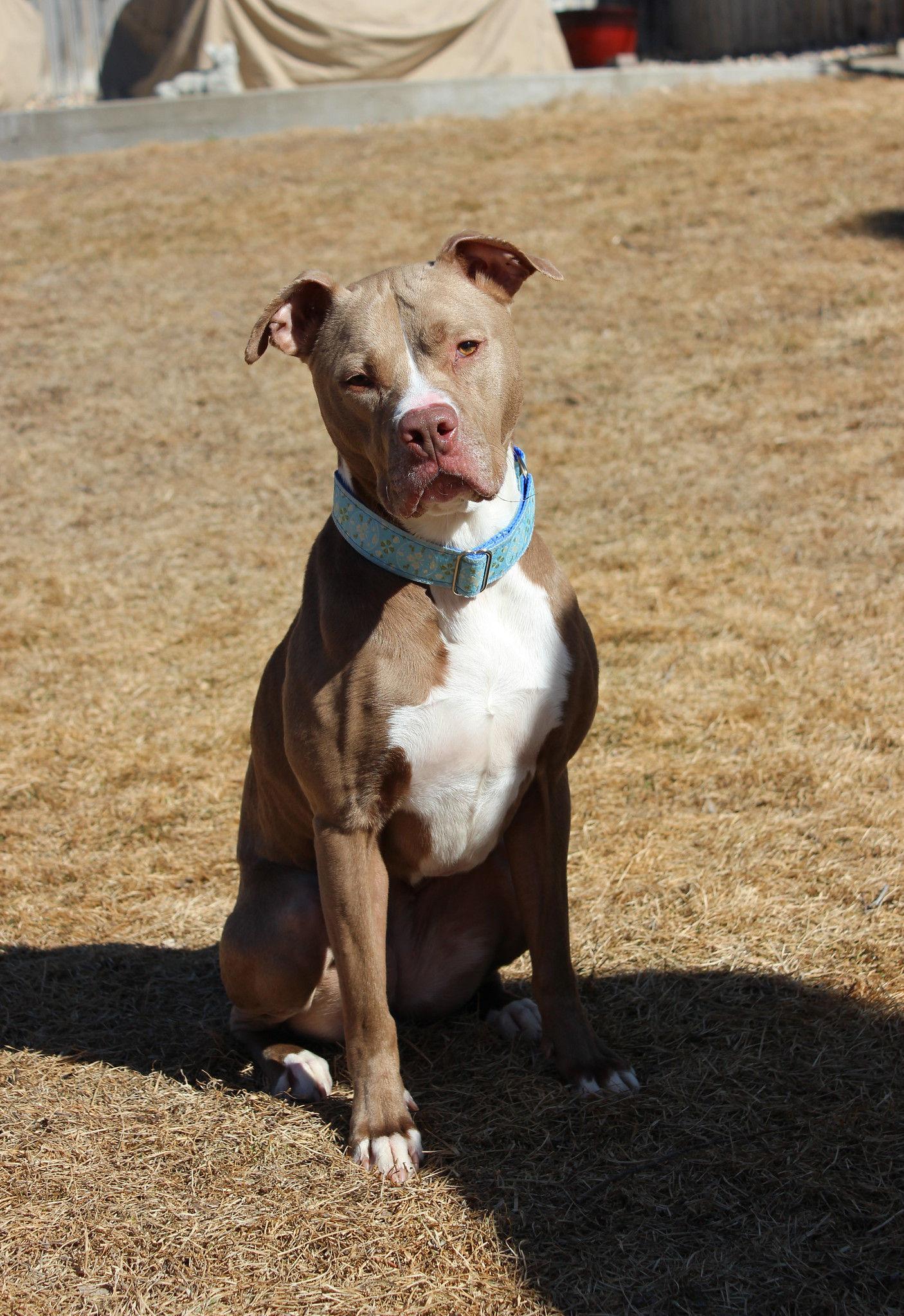 Callie, a Adoptable mixed breed image 4/6