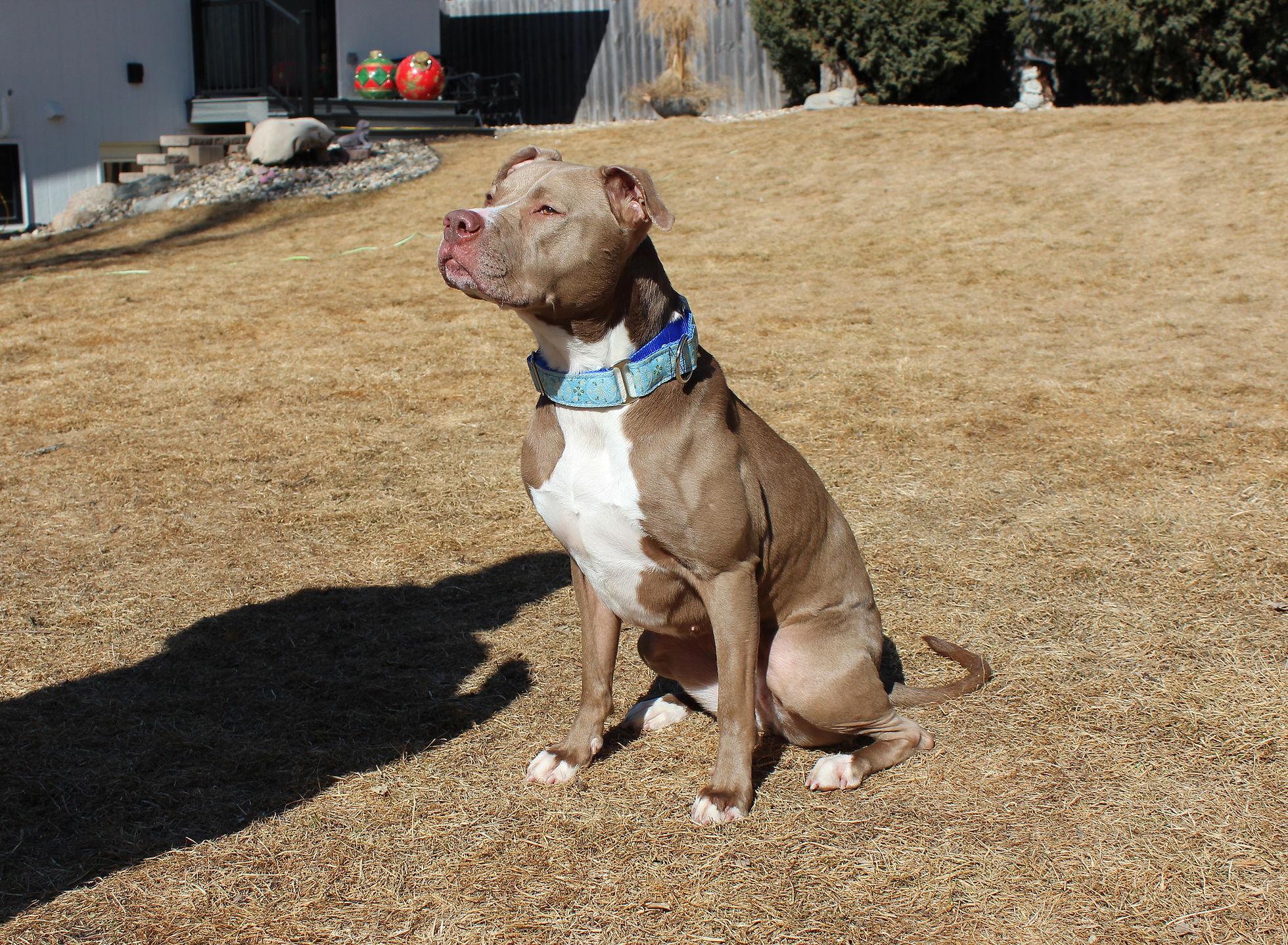 Callie, a Adoptable mixed breed image 5/6