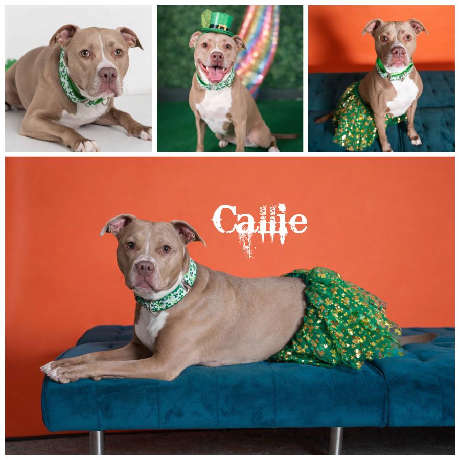 Callie, Adoptable, Adult Female Terrier.