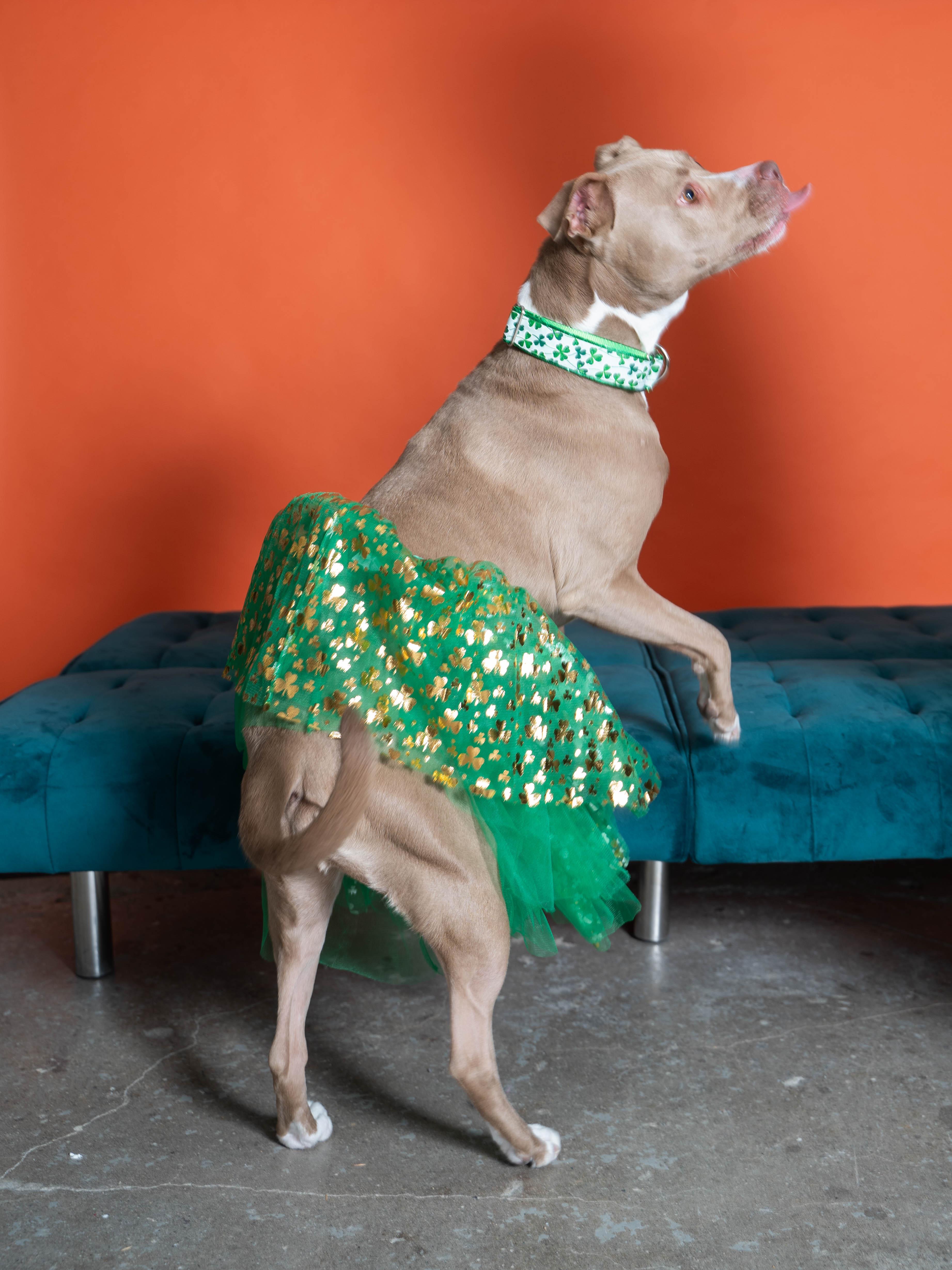 Enlarge Callie, a Adoptable mixed breed in Sioux Falls, SD image 6/6