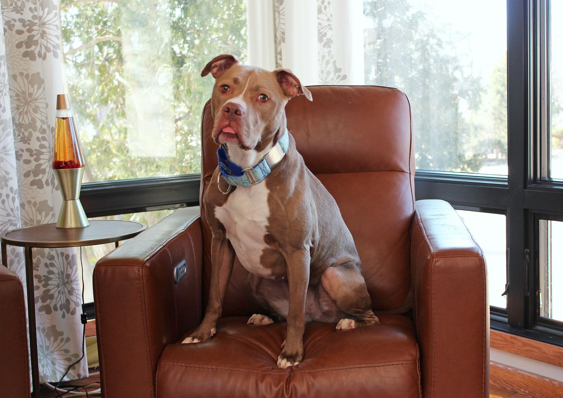 Callie, a Adoptable mixed breed image 6/6