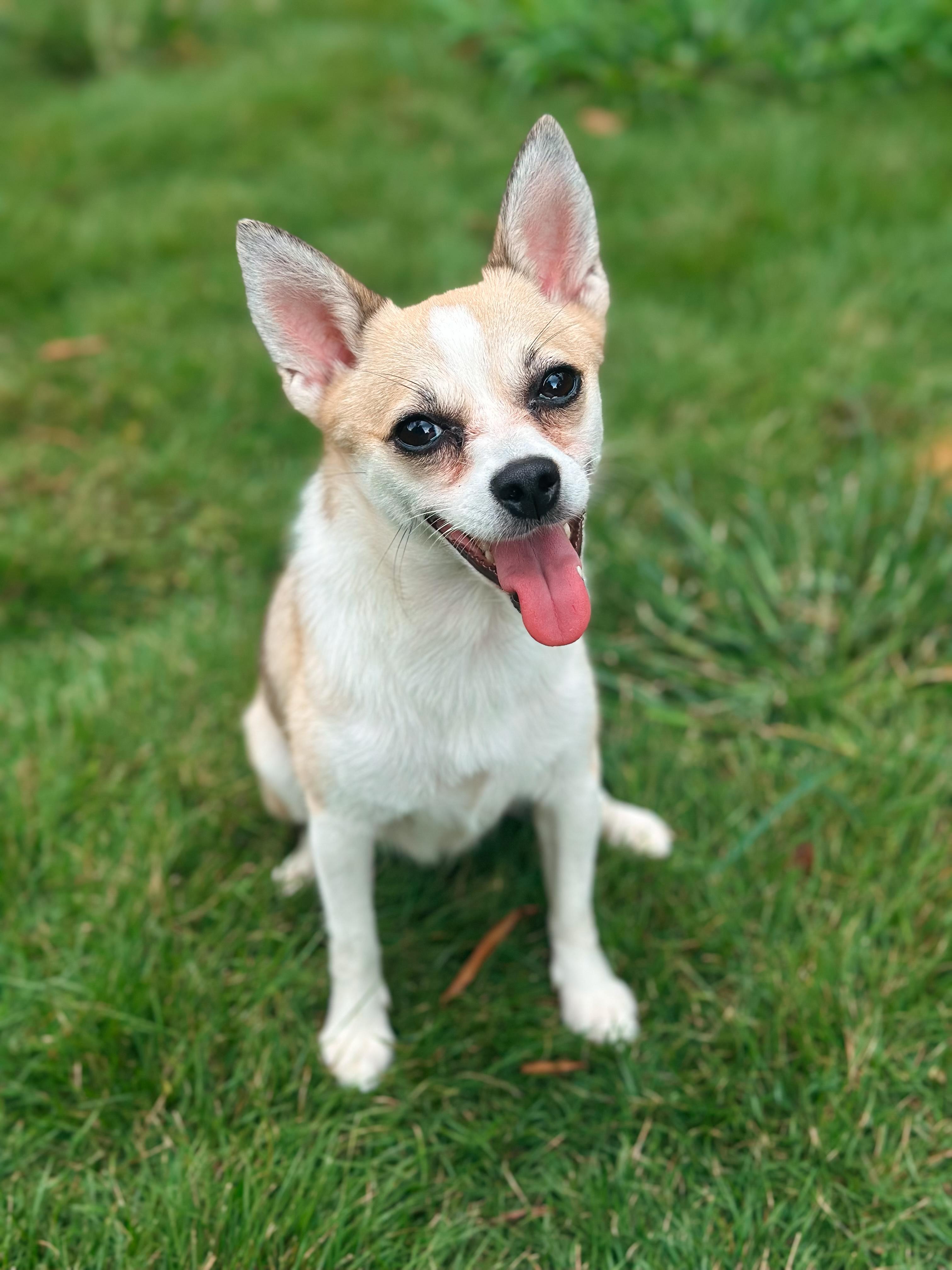 Enlarge Willow, a ADOPTABLE mixed breed in Atlanta, GA image 5/5