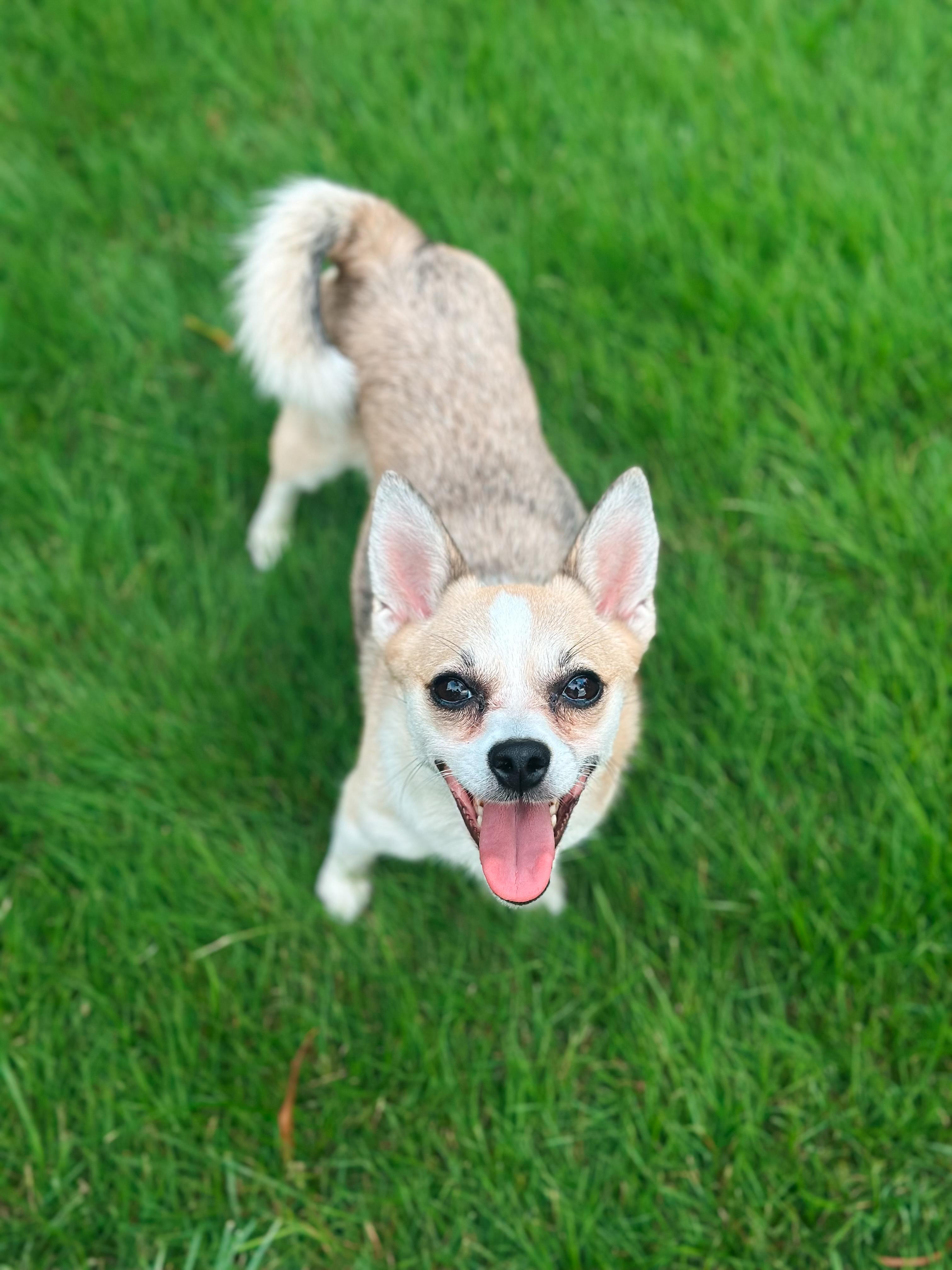 Enlarge Willow, a ADOPTABLE mixed breed in Atlanta, GA image 2/5