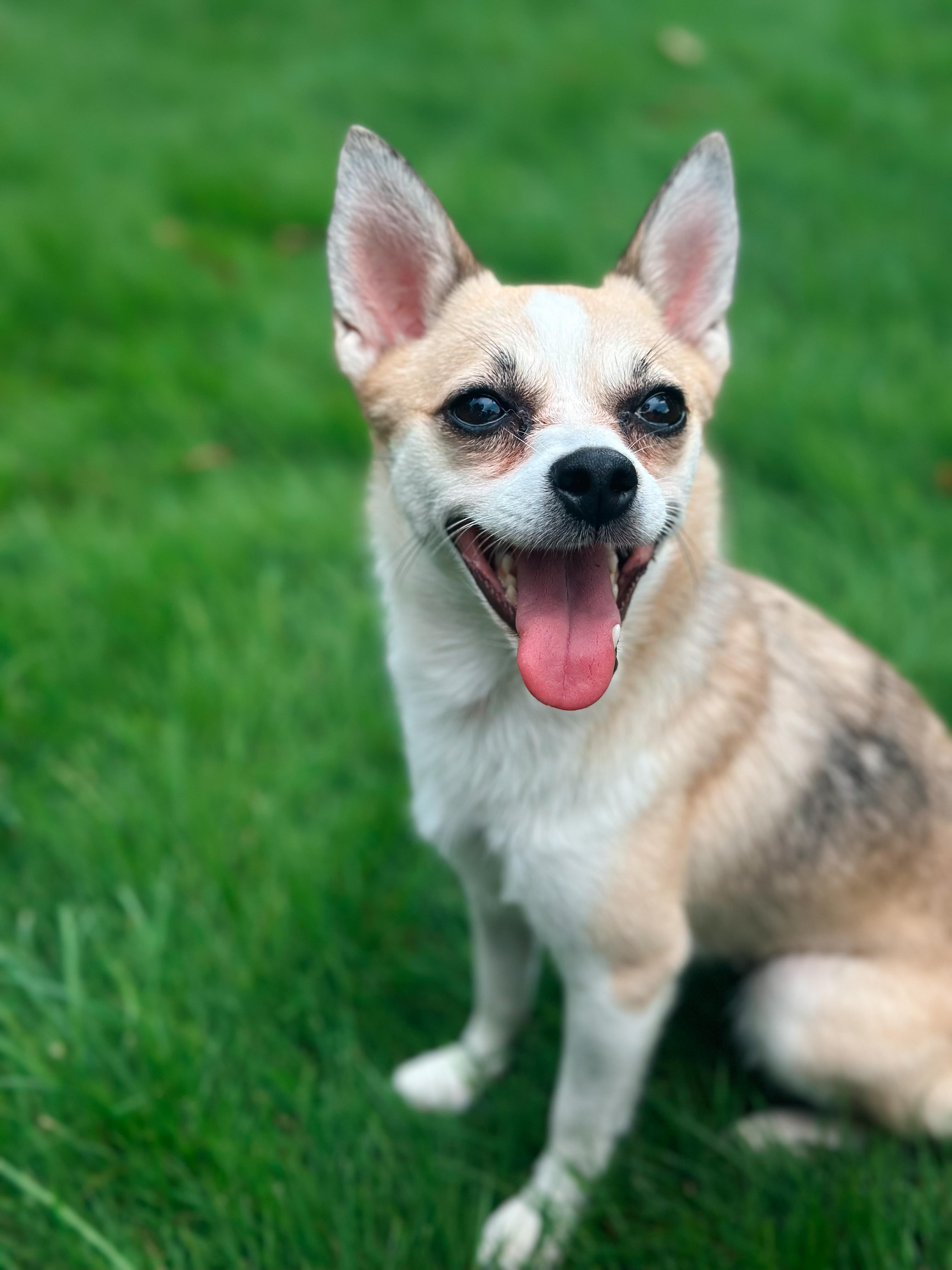 Willow, ADOPTABLE, Adult Female Chihuahua.