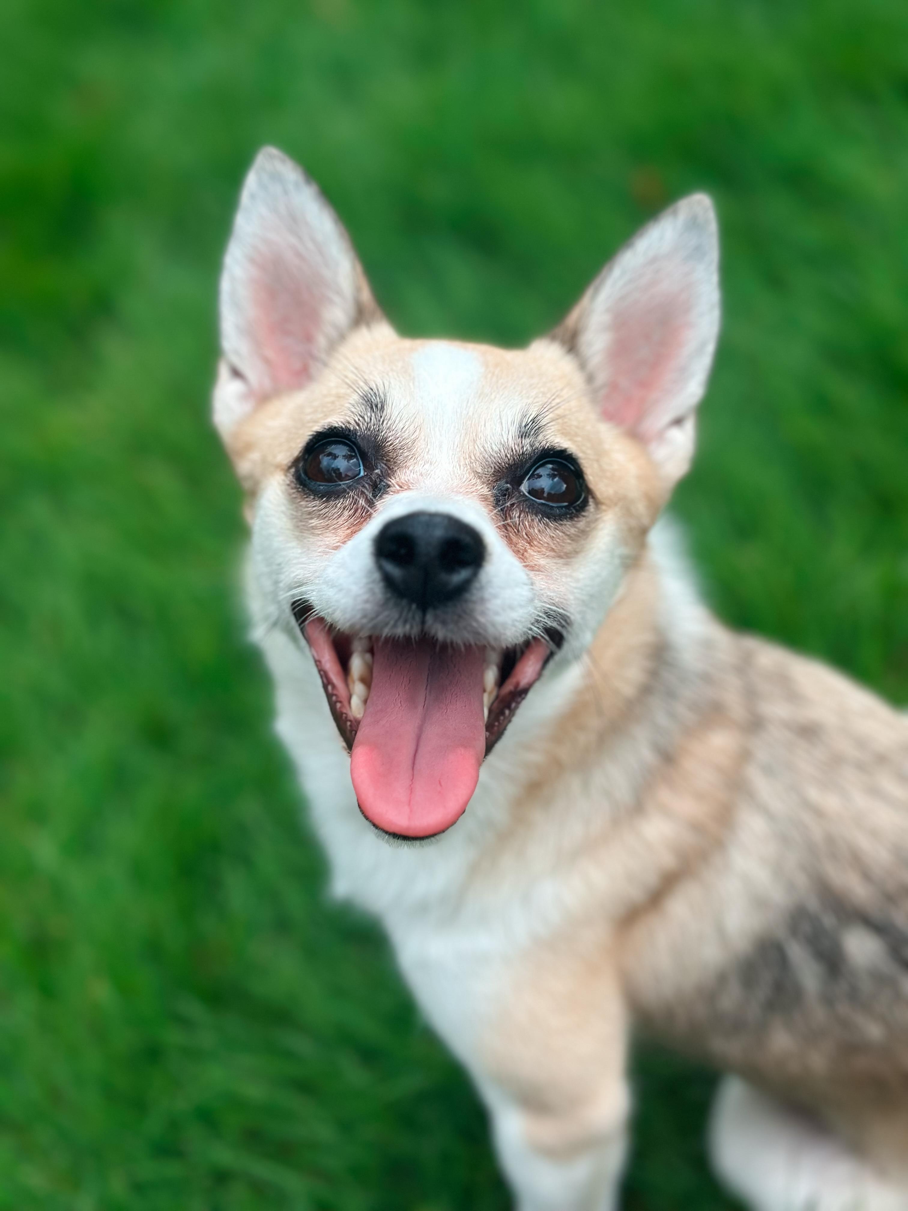 Enlarge Willow, a ADOPTABLE mixed breed in Atlanta, GA image 3/5