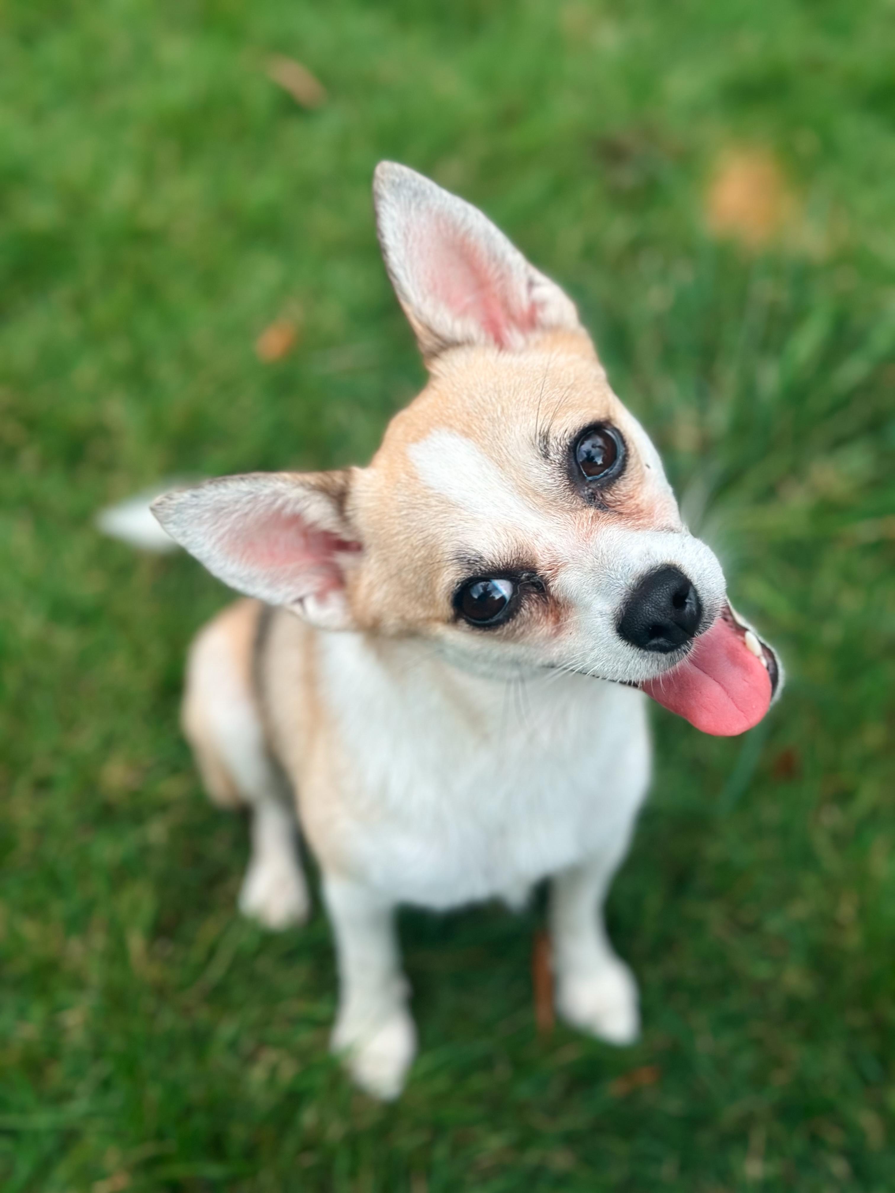 Enlarge Willow, a ADOPTABLE mixed breed in Atlanta, GA image 4/5