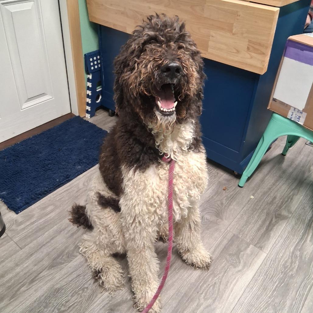 Ollie The Magnificent