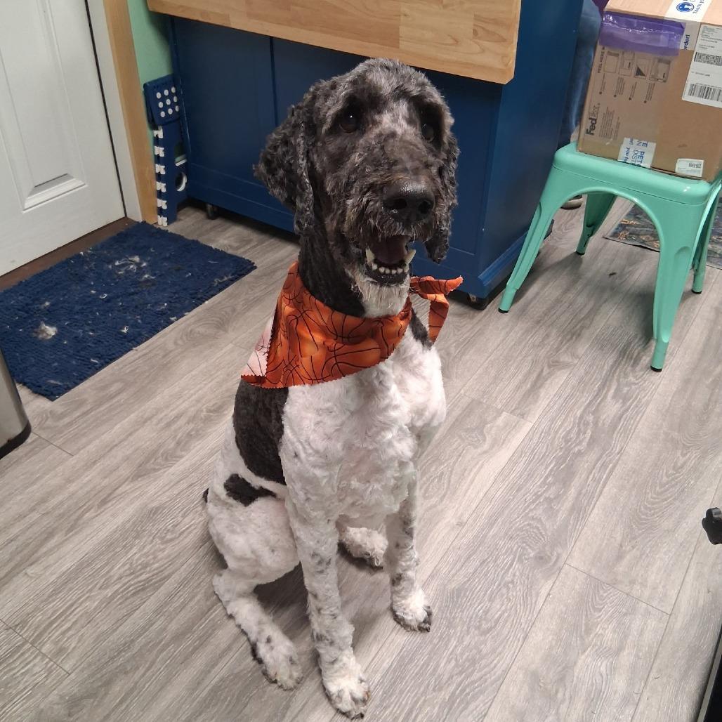 Ollie The Magnificent thumbnail 2