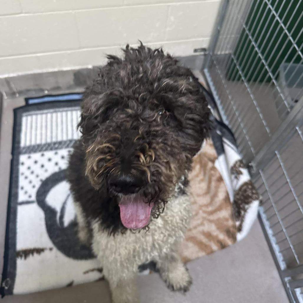 Ollie The Magnificent thumbnail 3