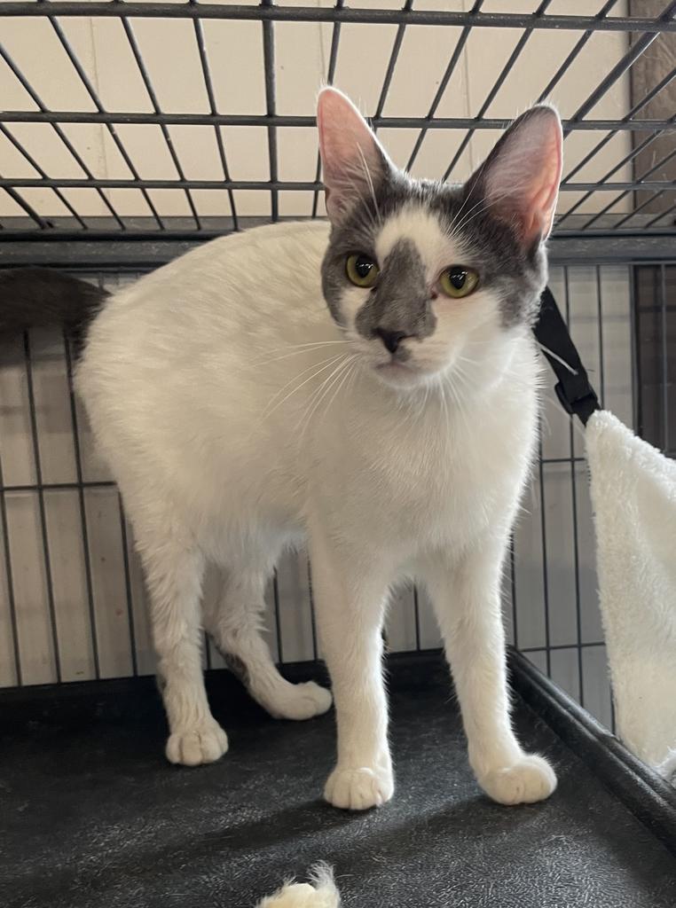 Dusty, Adoptable, Young Female Domestic Short Hair.