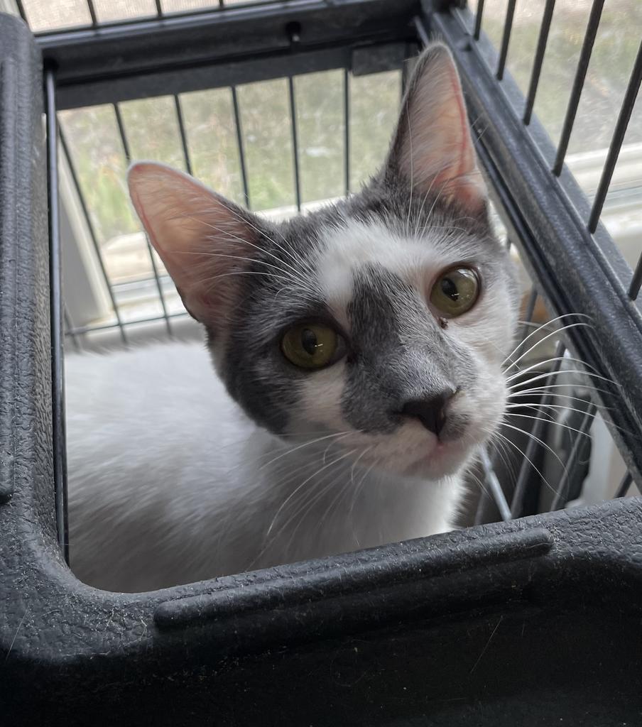 Enlarge Dusty, a Adoptable mixed breed in Portland, IN image 2/4