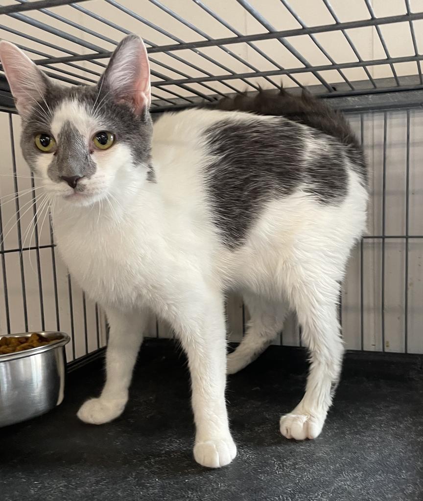Enlarge Dusty, a Adoptable mixed breed in Portland, IN image 4/4