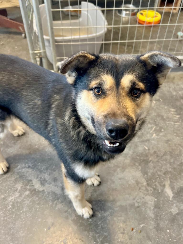 Jiminy, Adoptable, Young Male German Shepherd Dog & Mixed Breed.