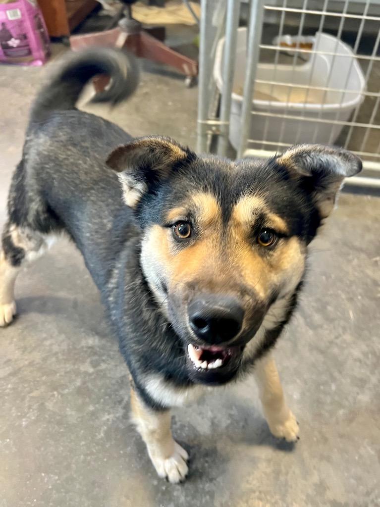 Enlarge Jiminy, a Adoptable mixed breed in Saint James, MN image 3/4