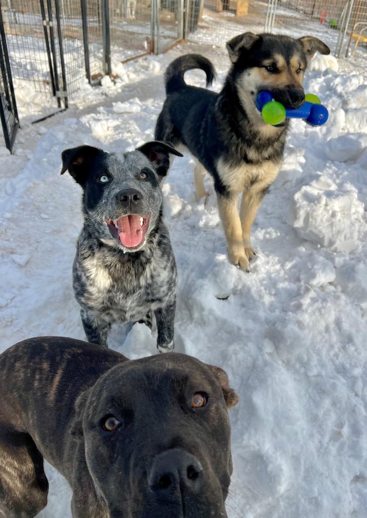 Enlarge Jiminy, a Adoptable mixed breed in Saint James, MN image 4/4
