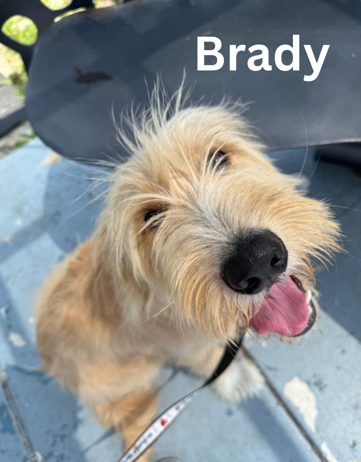 Enlarge Brady, an adoptable mixed breed in Fredericksburg, VA image 1/6