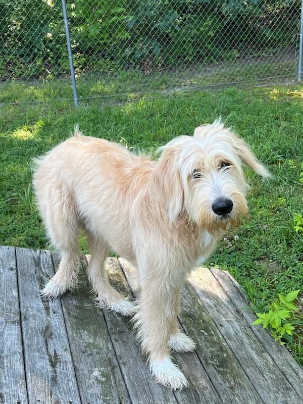 Enlarge Brady, an adoptable mixed breed in Fredericksburg, VA image 3/6