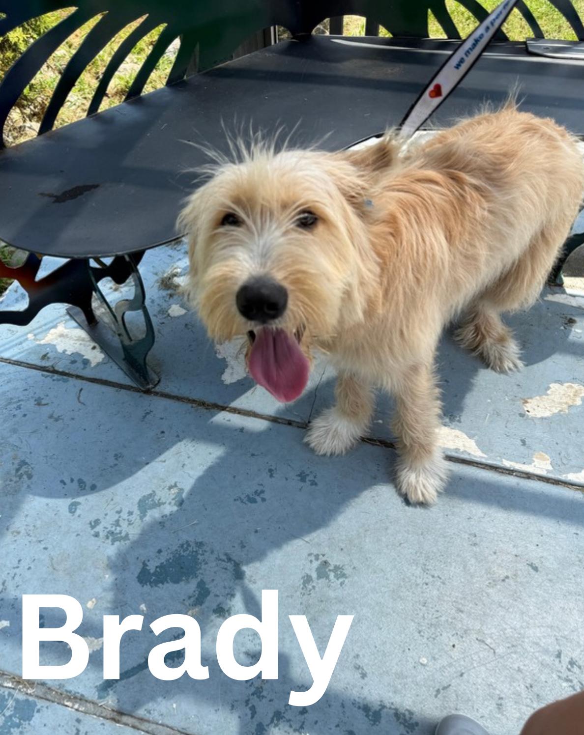 Enlarge Brady, an adoptable mixed breed in Fredericksburg, VA image 6/6