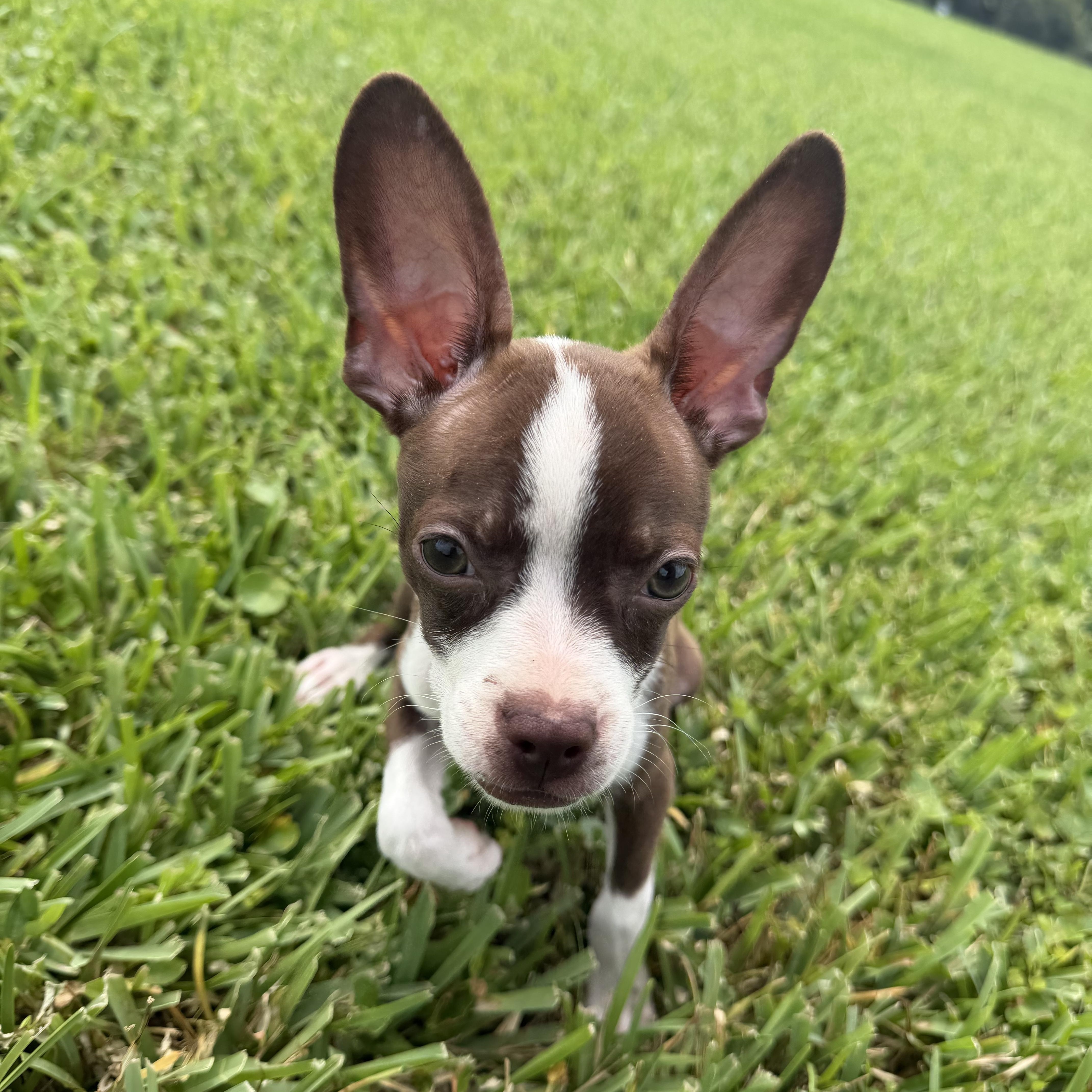 Enlarge Bambi, a Adopted mixed breed in naples, FL image 1/4