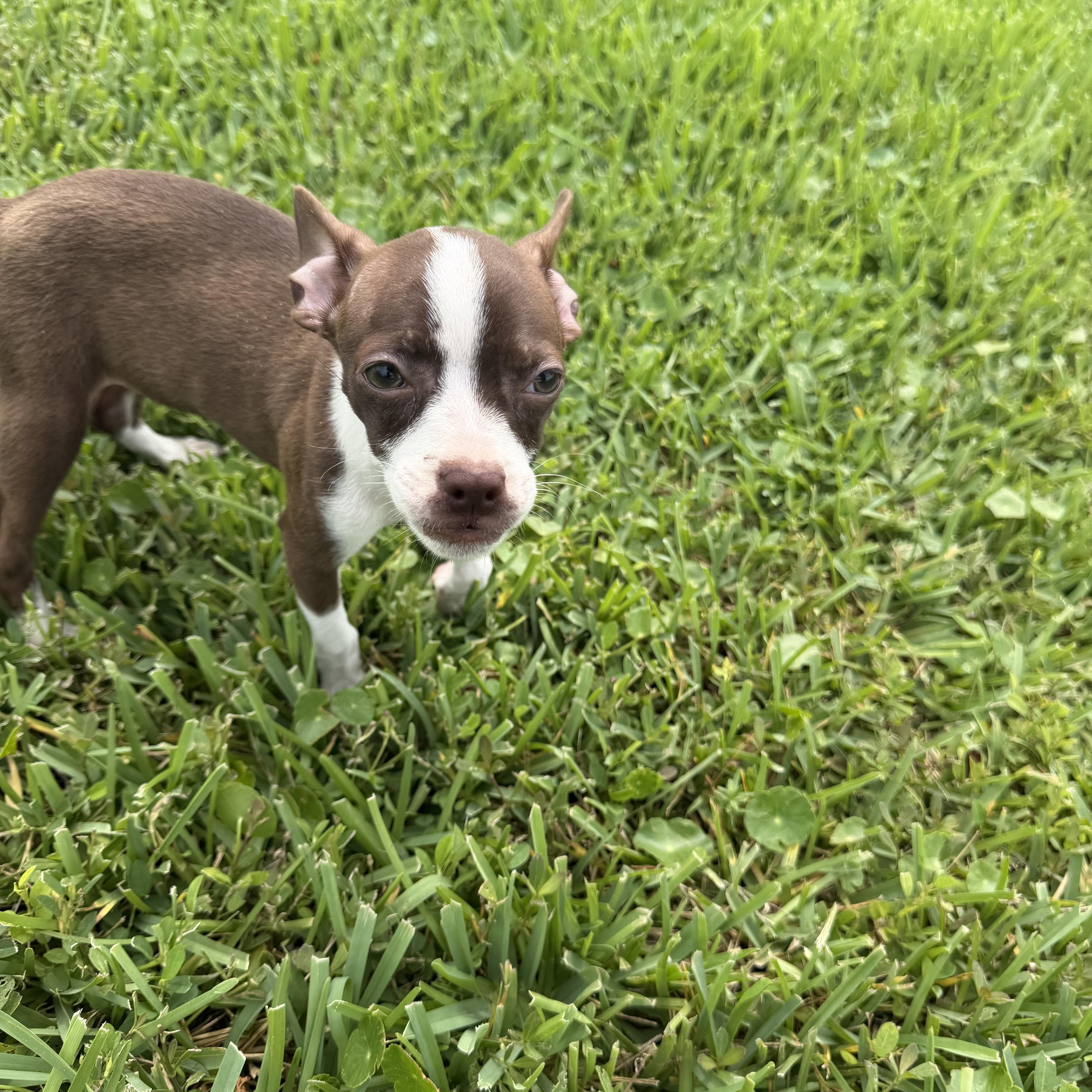 Enlarge Bambi, a Adopted mixed breed in naples, FL image 2/4