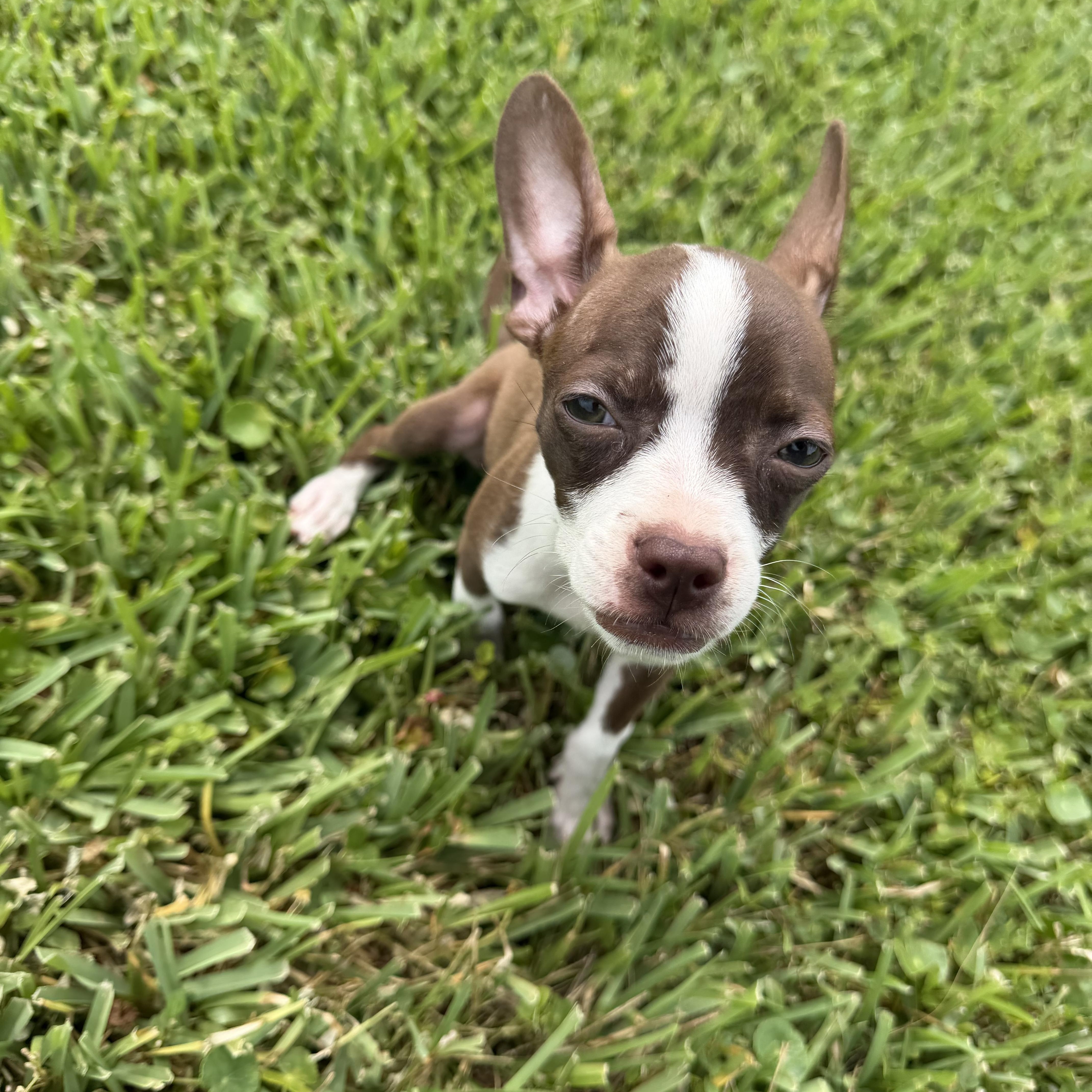 Enlarge Bambi, a Adopted mixed breed in naples, FL image 3/4