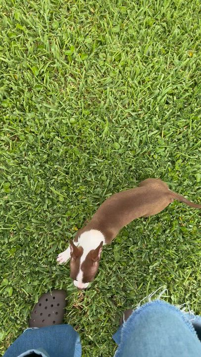 Enlarge Bambi, a Adopted mixed breed in naples, FL video 4/4