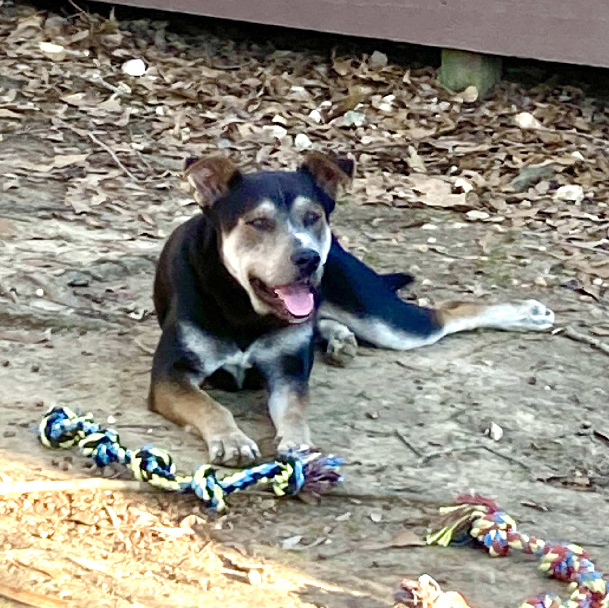Frodo the Husky Mix, a Adopted mixed breed in Jackson, MS image 1/4