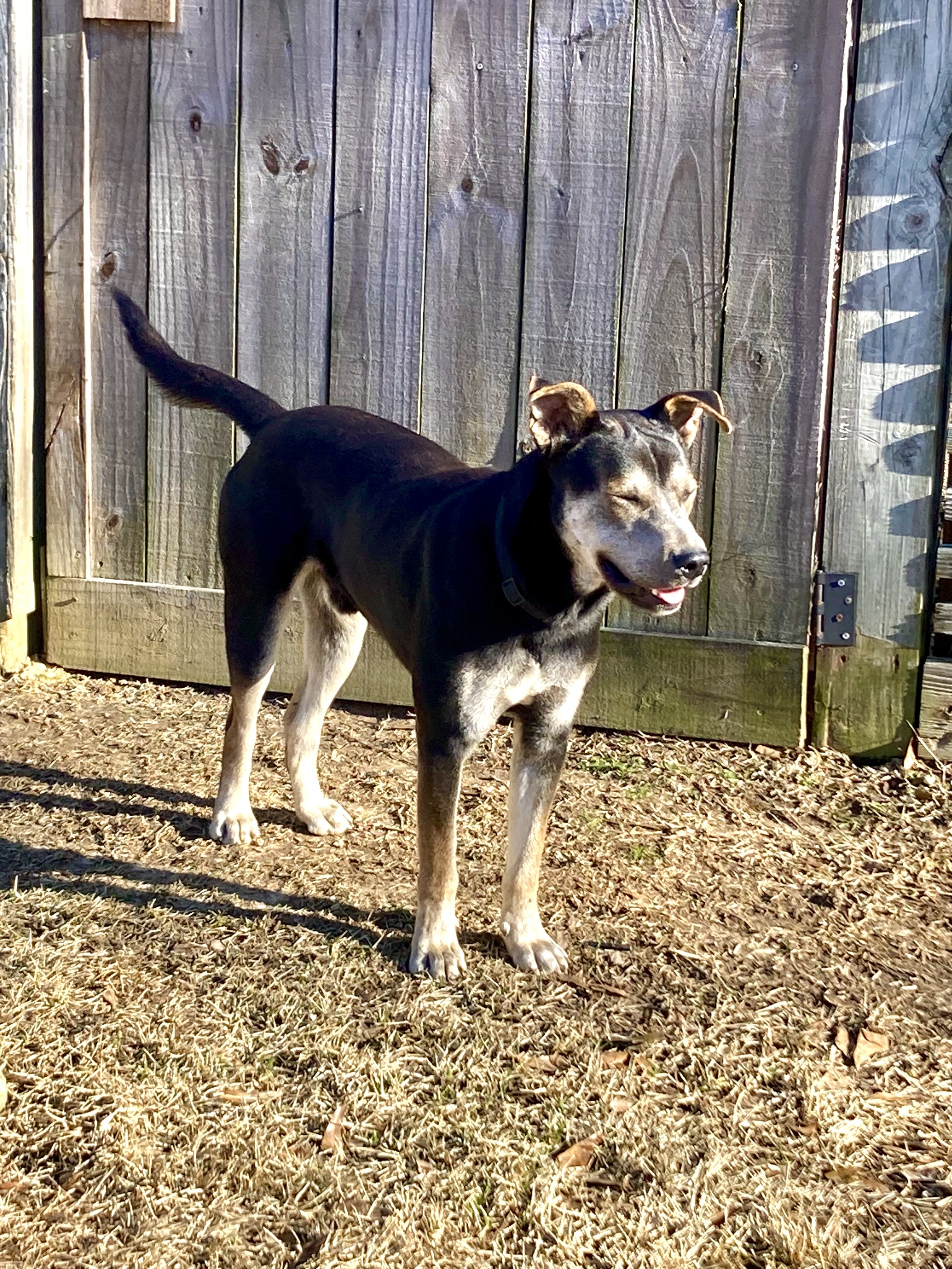 Frodo the Husky Mix, a Adopted mixed breed in Jackson, MS image 2/4