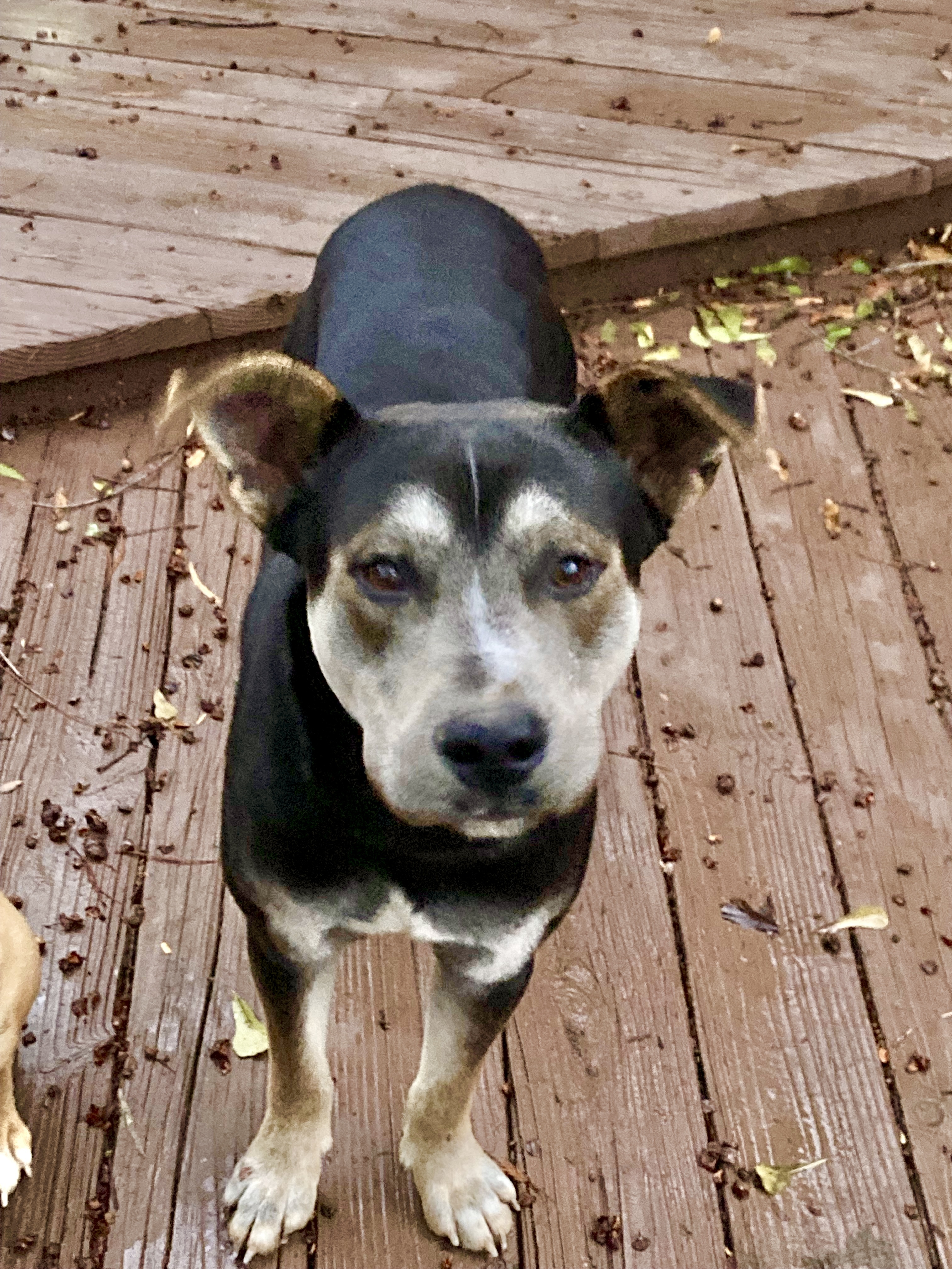 Frodo the Husky Mix, a Adopted mixed breed in Jackson, MS image 3/4
